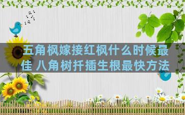 五角枫嫁接红枫什么时候最佳 八角树扦插生根最快方法
